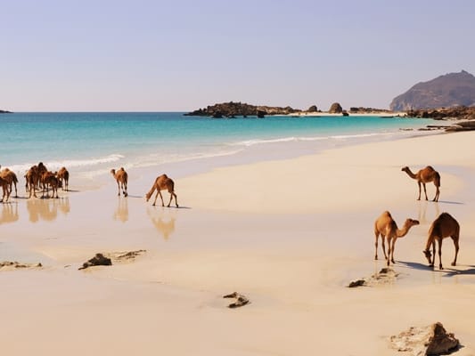 Kamele am Strand in Dhofar