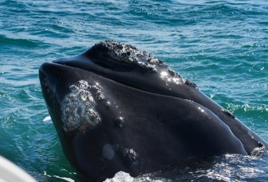 Wale in Hermanus