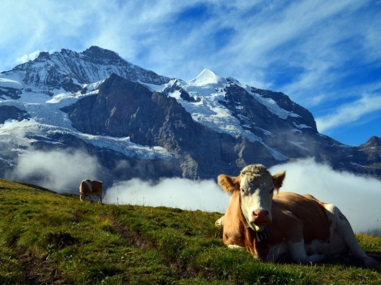 Schweiz - Natur, Berge und Seen aktiv entdecken