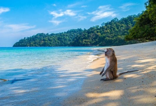 Affe am Strand in der Andamanensee