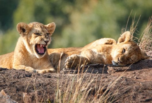 Löwen im Kruger