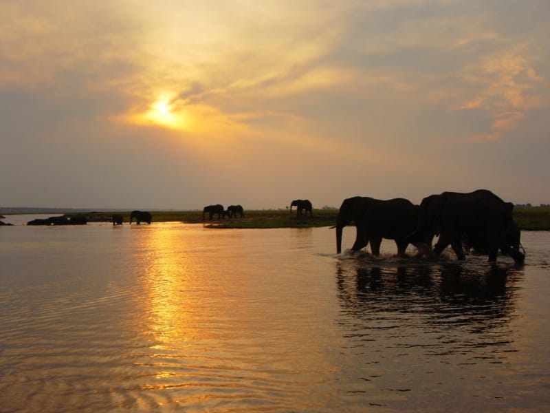 Elefanten bei Sonnenuntergang im Chobe