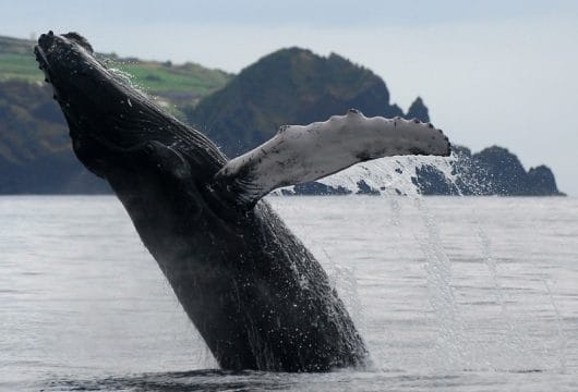 Azoren Wal ©Turismo dos Açores