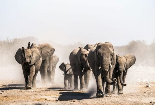 Elefantenherde im Etosha Nationalpark