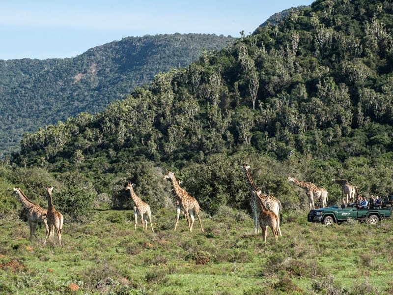 Garden Route Moments – Natur, Tiere & unvergessliche Erlebnisse - geführt (H019)