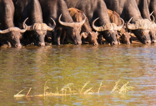 Trinkende Büffel im Chobe