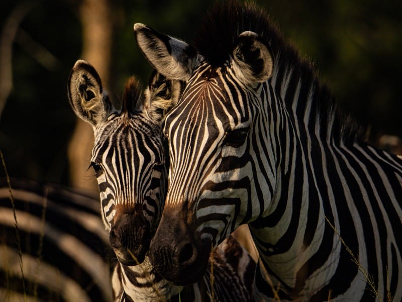 Uganda_Across Africa - Wildlife/Nature