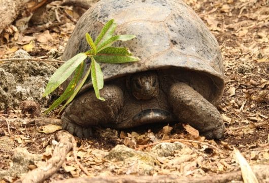 Schildkröten auf Mauritius