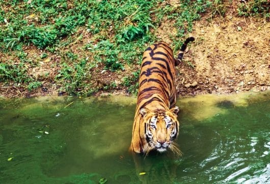 Tiger im Ranthambhore Nationalpark