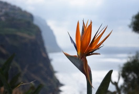 Exotische Blume, Madeira