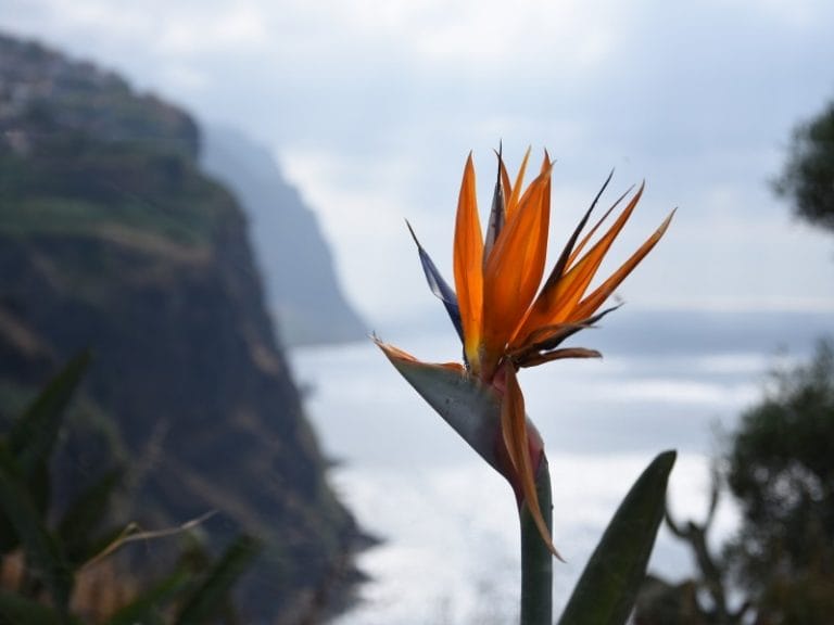 Portugal - Traumhaftes Madeira mit Levada Wanderung