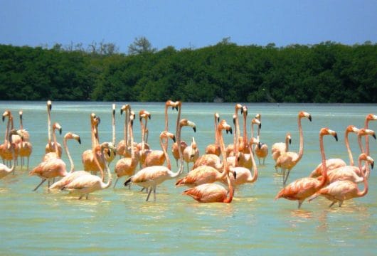 Flamingos, Celestún, Mexiko