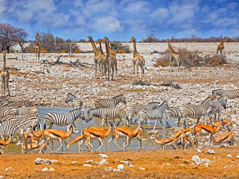 Namibia_Etosha NP_Tiere