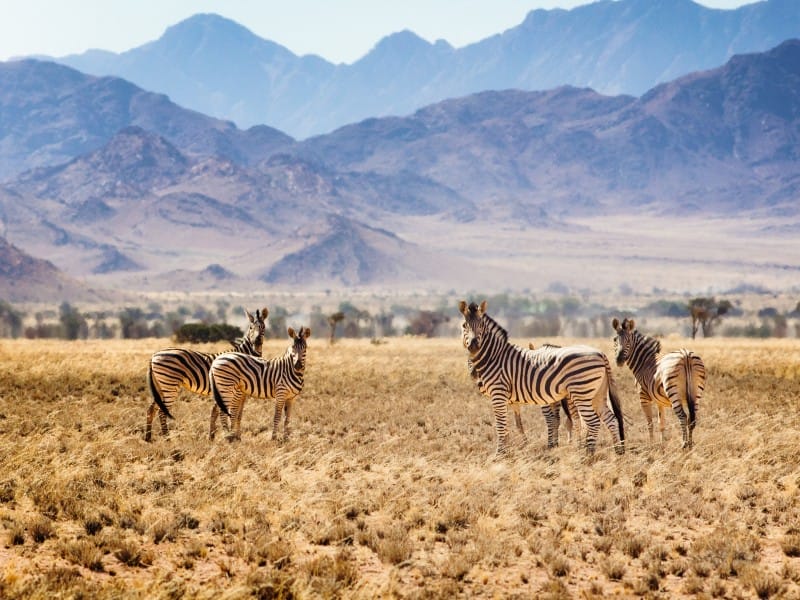 Afrika_Namibia_Zebra