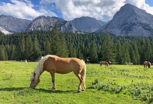 Zugspitze Pferd