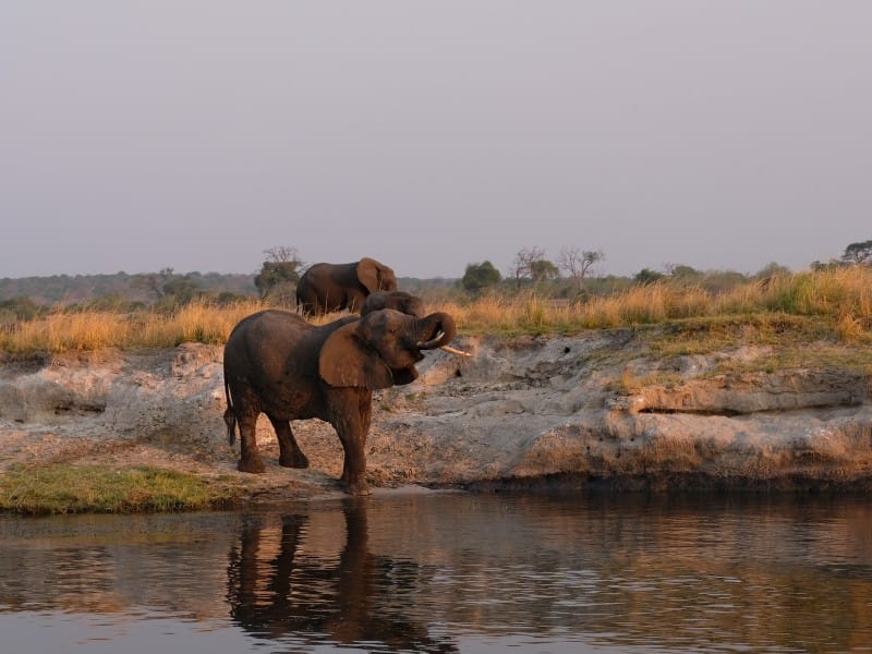 Trinkender Elefant am Chobe River