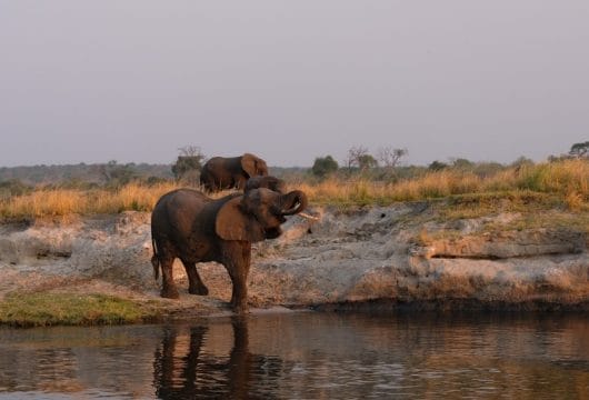 Trinkender Elefant am Chobe River