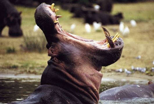 Prächtiges Hippo
