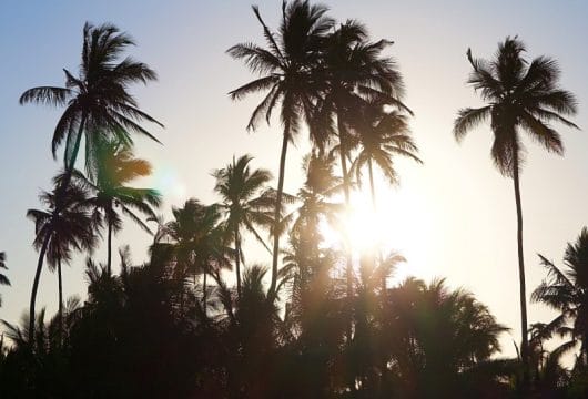 Palmen, Sansibar