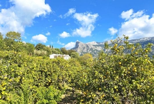Mallorca, Soller, Zitronenbäume