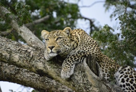 Kenia - Safari Leopard im Baum