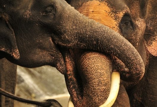 Elefanten, Thailand