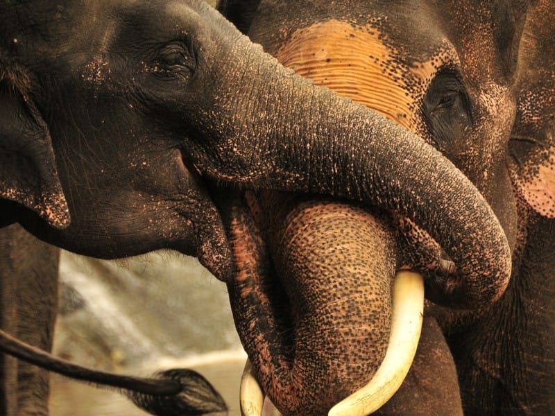 Wilde Elefanten im Norden Thailands