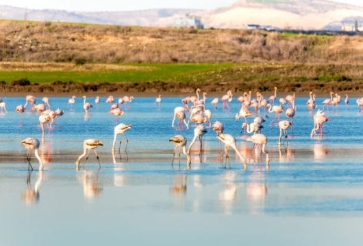 zypern-larnaca-flamingos_at larnaka_lake