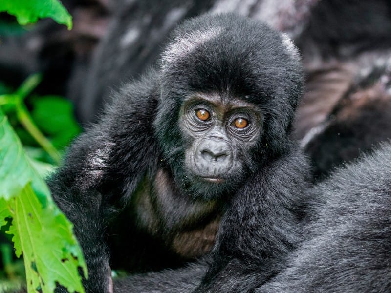 Uganda_Gorilla_Baby 