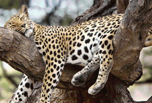 Einer der 30 Leoparden von Yala