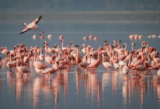 Flamingos am Manyara See