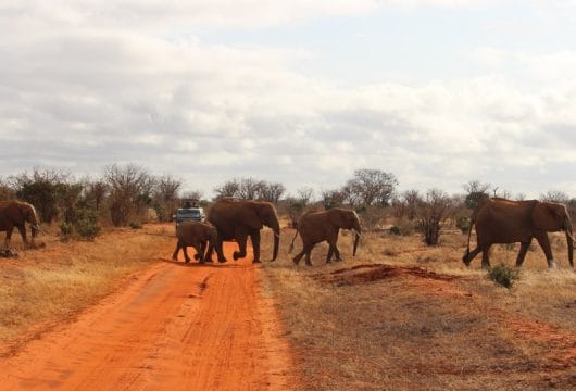 Kenia - Safari Begegnung mit Elefanten