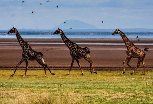Laufende Giraffen in Tansania