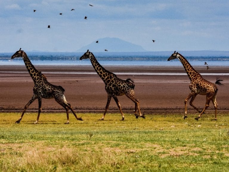 Tansania - Traumkombi Sansibar & Selous Game Reserve