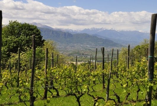 Italien-Piemont-Weingut