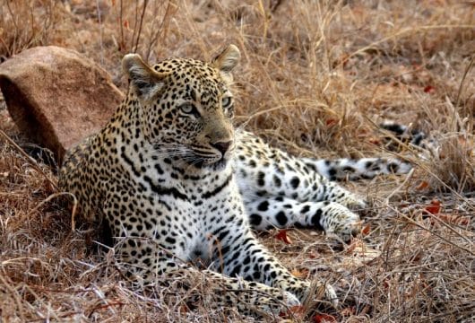 Leopard im Kruger Park