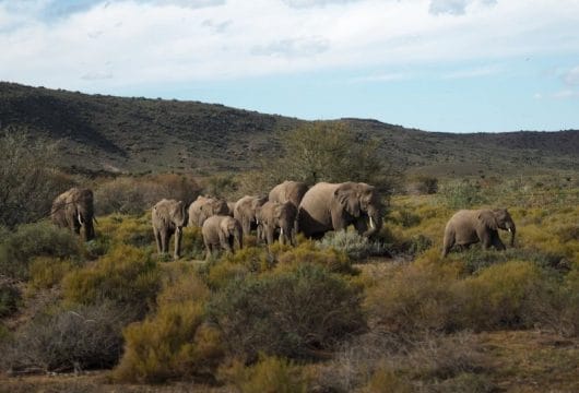 Sanbona Wildlife Reserve, Elephants