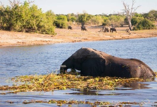 Badender Elefant im Chobe