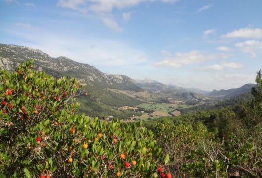 Mallorca Orienttal