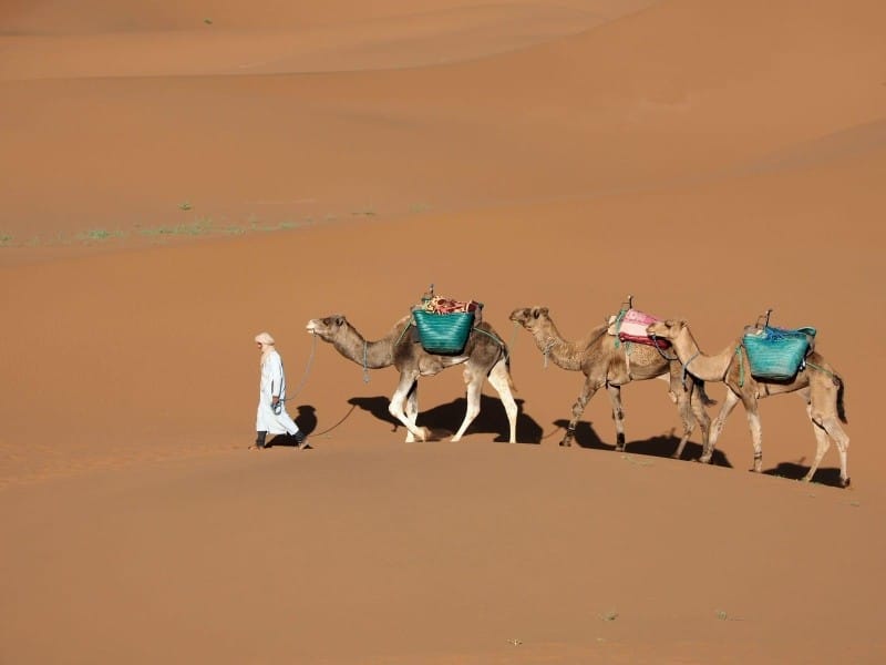 Marokko Kamelabenteuer