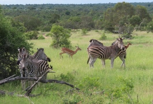 Zebras in Thornybush