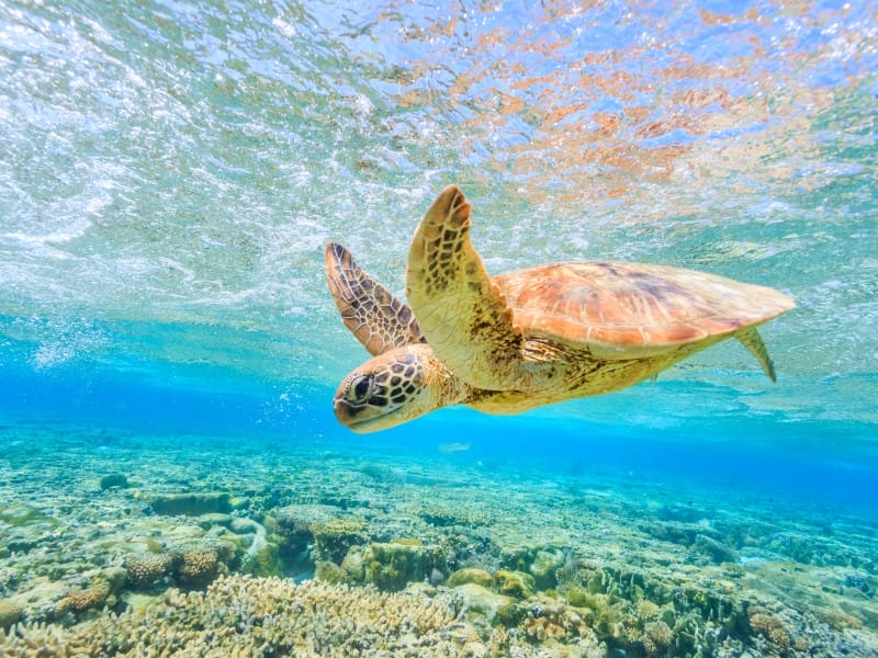Das südliche Great Barrier Reef