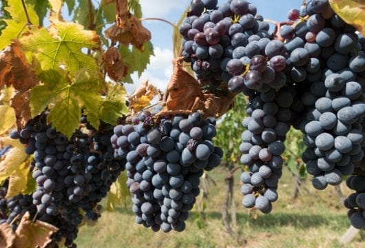 Weinreben in der Toskana, Italien