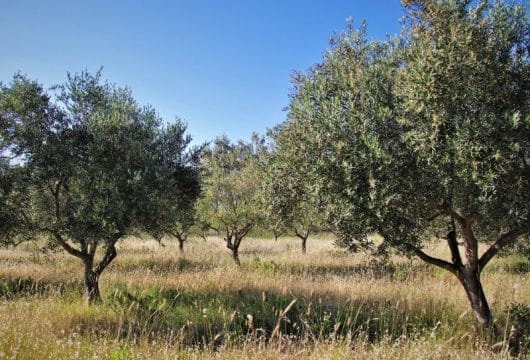 griechenland-olivenbaum