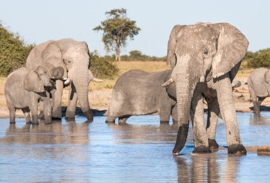 Elefanten im Chobe Fluss