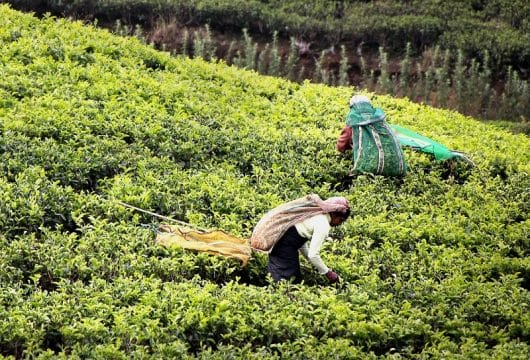 Teeplantage Sri Lanka