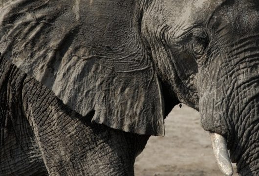 Nahaufnahme Elefant im Chobe