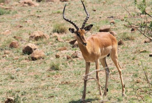 Antilope im Pilanesberg Nationalpark