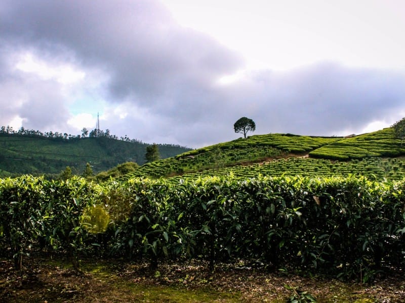 Teeplantagen von Munnar