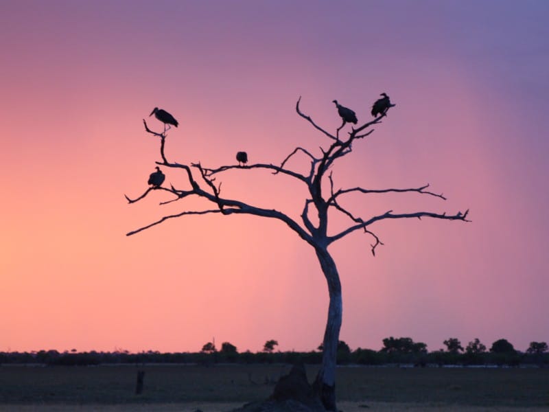 Durch die Nationalparks in Botswana (SUN004)
